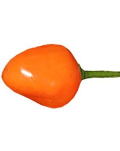 Aji Ecuadorian Orange