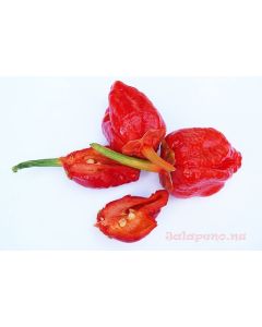7 Pot Bubblegum