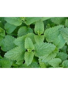 Citronmeliss