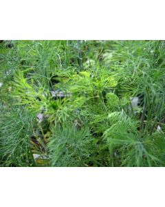 Dill
