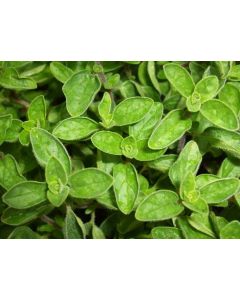 Oregano