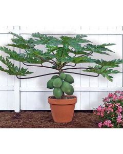 Röd Papaya