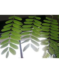 Tamarind