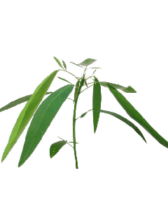 Telegrafplanta