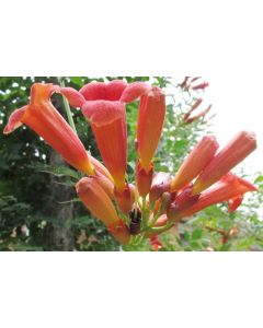 Trumpetranka