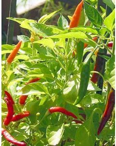 African Red Devil - Piri Piri
