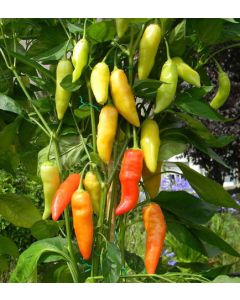 Aji Cristal