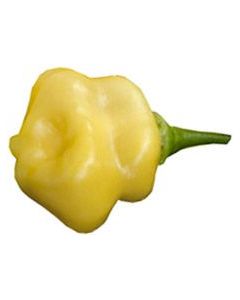 Aji Fantasy