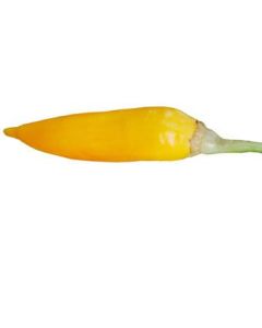 Aji Habanero