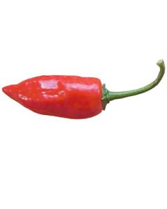 Aji Norteno