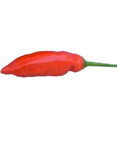 Aji Angelo