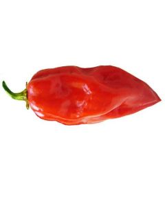 Habanero Antillais