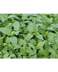 Basilika Thai Large Leaved