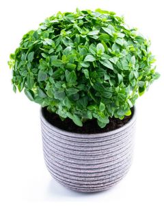 Basilika Dwarf Greek 