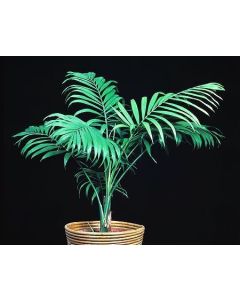 Bergpalm