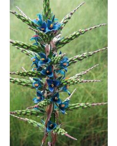 Puya Berteroniana