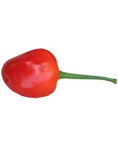Brazilian Red Olive