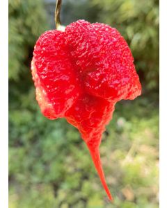 Carolina Reaper