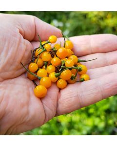 Aji Charapita