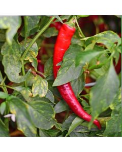 Cayenne Fogaras