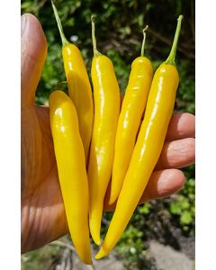 Cayenne Yellow