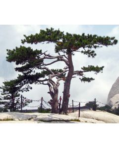 Chinese Red Pine