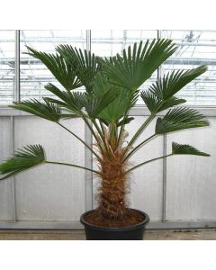 Chusanpalm
