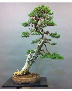 Italiensk Cypress