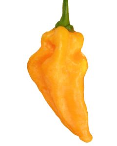 Devil´s Tongue Yellow