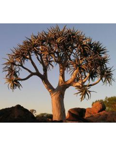 Aloe dichotoma
