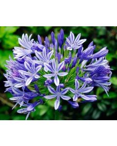 Afrikas Blå Lilja (Dwarf Blue)