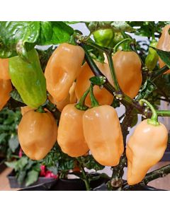 Habanero Pink