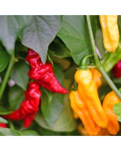 Habanero Somali