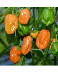 Habanero Yucatan
