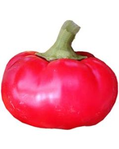 Hot Apple/Alma Paprika