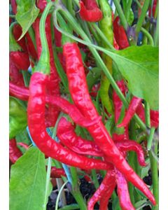Hot Vindaloo