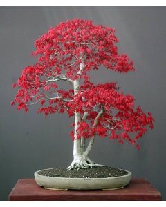 Japansk Röd Lönn (Blodlönn)