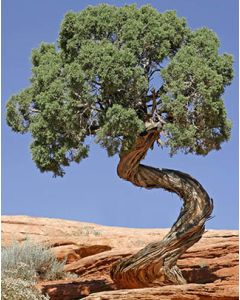 Utah Juniper