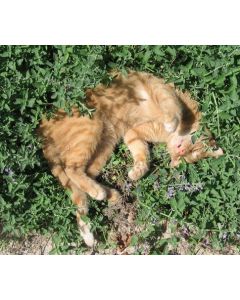 Kattmynta