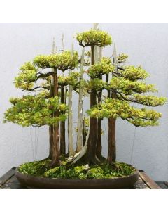 Kinesisk En