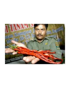 Cabai Kopay