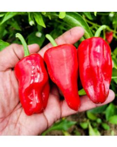 Leutschauer Pepper