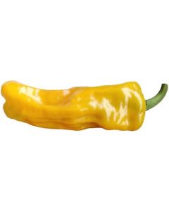 Lucifer´s Dream Yellow
