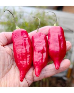 Aji Mojo