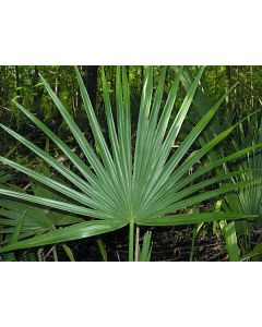 DvärgPalmetto