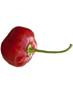 Piquante