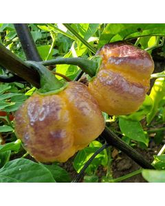 Pockmark Peach