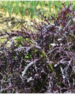 Mizuna Purple - Salladssenap