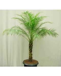 Dvärgdadelpalm