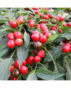 Red Cherry Small
